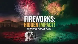 Fireworks: The Hidden Impact on Animals, People & Our Planet