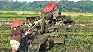 Traktor Rotary Lepas Tangan Hajar Lahan Basah‼️