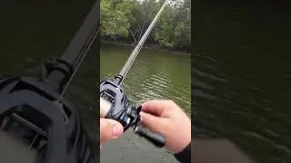 Small Mangrove Jack on Topwater