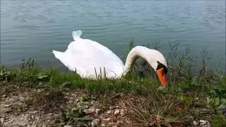 Meraviglioso Cigno selvatico si lascia filmare da vicino