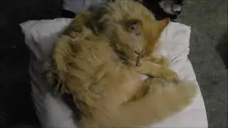 SWEETIE MAINE COON KIZZ LICK IT UP HUGS CLEANING PETS FURRY DEEP CLEAN BATH TIME SELF CLEANING TIPS.