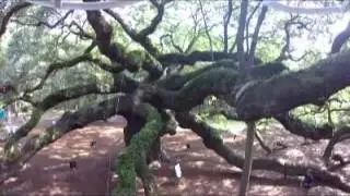 A View of Charleston's Angel Oak from an Aerial Inspection Device