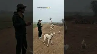 Gltoria dog play with drone 💥🌟🐕&zwj;🦺#animals #dog #shorts