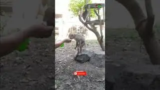 MINTA DI SUAPIN!!! MANJA SEKALI 😍