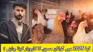 Kya 2026 ma Golden Misri ka Karobar krna Chahy | کیا 2026 میں گولڈن مسری کا کاروبار کرنا چاہئے ؟
