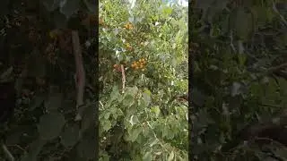 World's best Organic apricot tree 🍃 #shorts #orginal #unique #organic #apricots