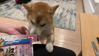 January 18, 2026 (Sun) | Shiba Inu Enjoys Farewell Gifts from Dog Friends 🐕💝