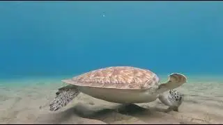 Martinique