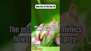 This Praying Mantis looks exactly like an Orchid Flower