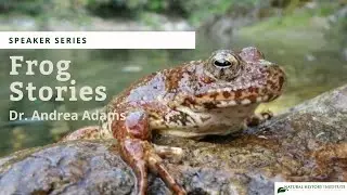 The Amphibian Decline: Natural History and Research