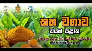 The Turmeric Cultivation of the CSIAP in North Western Province