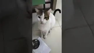 Adopted Cat Voice Evolution: From Cat Whisper to Yelling