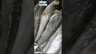 পাতিপুকুর মাছের বাজার 2024 || Kolkata fish market || fish price 2024 || #prawns #fishmarket