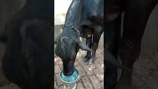 #cow #mata #viralreels