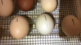 Chicks Hatching In An Incubator, June 3/2020,  watch to the end to see the chicks..