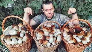 Huby Hriby Houby 2.10.23 | 400 ks DUBÁKOV na Záhorí pokračuje obrovská vlna HÚB nahuby plné košíky