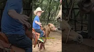 Учимся ездить на пони с Дейлом Брисби!