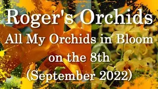 All My Orchids in Bloom on the 8th (September 2022)