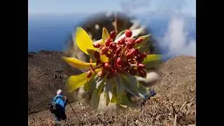 CAMINANDO POR ACHINET (Tenerife) 100  P. R. de Teno
