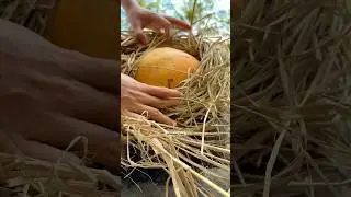 Coconut in Straw &ndash; A Symbol of Tradition and Ritual #shorts #youtubeshorts