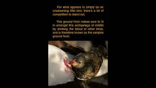 Vampire ground finch #animals #bird #english #speak #speakenglish #interesting #blood #shorts