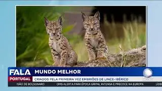 Mundo Melhor: Criados pela primeira vez embri&otilde;es de lince-ib&eacute;rico