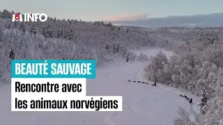 &Agrave; la d&eacute;couverte des animaux de la Norv&egrave;ge