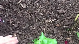 Bamboo Containment Strategie