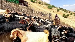 Nomadic Sheepfold Building Techniques in a Mountain Village