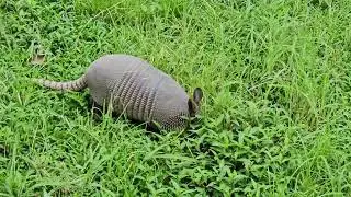 A wild Armadillo appears!!! 🫨