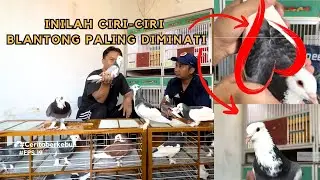 CIRI MERPATI BLANTONG BANYAK DIMINATI, PANTAS HARGANYA TINGGI -  SAMPAI PULUHAN JUTA!