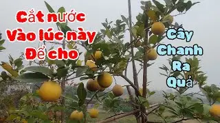 Cách cắt nuớc cho cây chanh ta vào thời gian này là phù hợp để cây ra quả