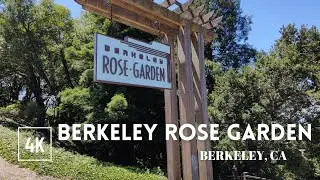 🇺🇸 Berkeley Rose Garden | BerkeleyRoseGarden #Berkeley #WalkingTour #insta360x3