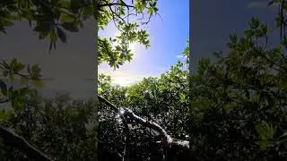 Beautiful view from the magrove on Aruba | #relaxing #aruba #mangrove