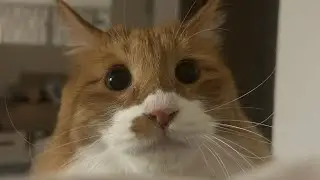 몽총고양이