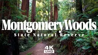 Montgomery Woods State Natural Reserve - Hike through Lofty & Stunning Redwood Giants