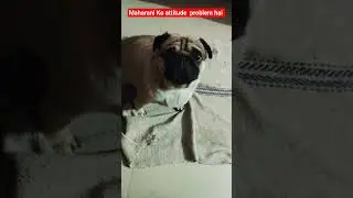 Chwile z mopsem, kt&oacute;re przypominają ciepły uścisk ❤️🥰#PugDog #PugShorts #FunnyPug#pug #DogsOfYouT...