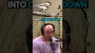 Snake Has A Tail That Mimics A Real Spider 😱 | JRE