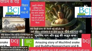 Amazing story of muchlind snake related to budha attention .