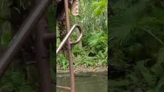 Jungle Cruise Snake 🐍 SURPRISE 😆Magic Kingdom Ride Disney World