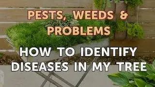 How to Identify Diseases in My Tree