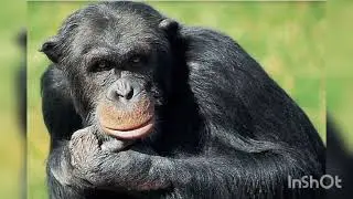 Sweden Furuvik zoo: Anger over shooting of chimpanzees in zoo escape