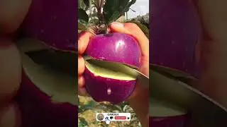 Red Delicious Apple