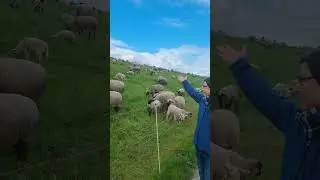 A Sunday outing to the sheep of Altes Land.