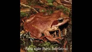 Rana agile (Rana dalmatina)