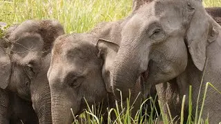 Asian Elephant Sounds- trumpeting, rumbling & roaring