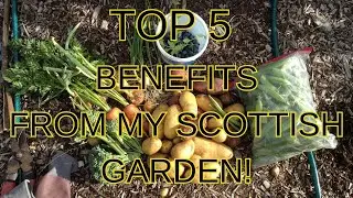 Top 5 Benefits I get from My Scottish Garden! #Scottishgarden #health #growyourown