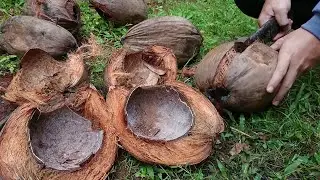 Balokeng Asmr | Coconut dry empty Fire wood Alternative