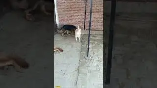 lebrador dog and German shepherd dog #doglover #trending #viral #denger #dog #cutdog #cutebaby