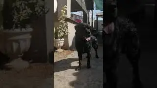 blacky #rottweiler #perros #dog #black